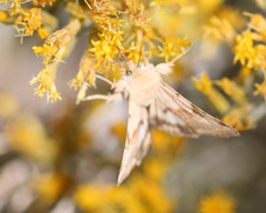 Heliothis phloxiphaga
