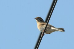 Emberiza leucocephalos