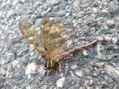 Aeshna grandis