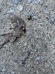 Nicrophorus defodiens