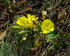 Oenothera villosa