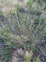 Bothriochloa laguroides