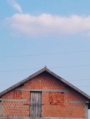 Streptopelia decaocto