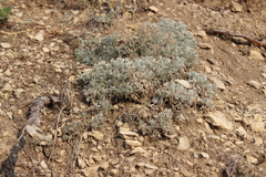 Artemisia alpina