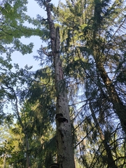 Dendrocopos major