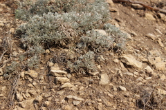 Artemisia alpina