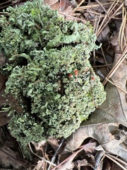 Cladonia didyma