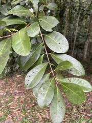 Psidium