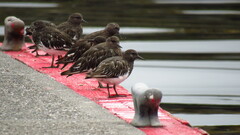 Arenaria melanocephala