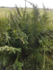 Dryopteris filix-mas