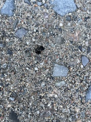Nicrophorus defodiens