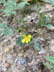 Potentilla indica