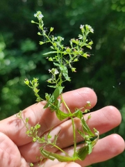 Veronica anagalloides