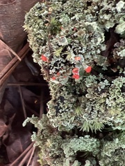 Cladonia didyma