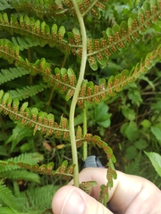 Dryopteris filix-mas