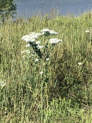 Euphorbia marginata