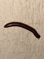 Cylindroiulus caeruleocinctus