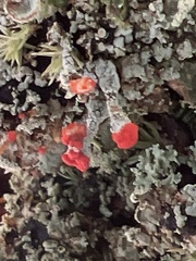 Cladonia didyma