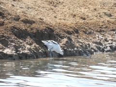 Recurvirostra avosetta