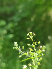 Veronica anagalloides