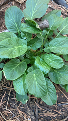 Bergenia crassifolia