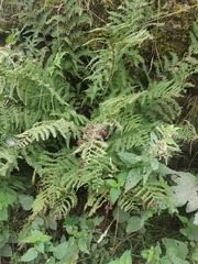 Athyrium filix-femina