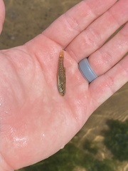 Etheostoma lepidum