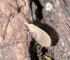 Hemerobiinae