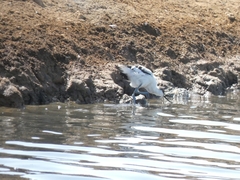 Recurvirostra avosetta