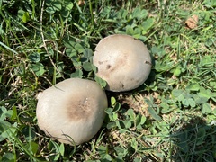 Agaricus arvensis