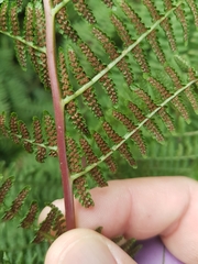 Athyrium filix-femina