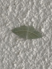 Campaea margaritaria