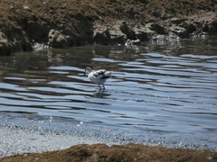 Recurvirostra avosetta