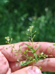 Veronica anagalloides