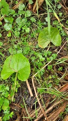 Caltha palustris
