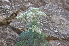 Seseli gummiferum