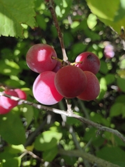 Prunus americana