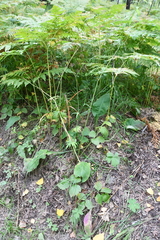 Ranunculus