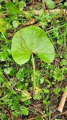 Caltha palustris