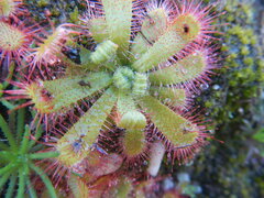 Drosera trinervia