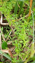 Galium palustre