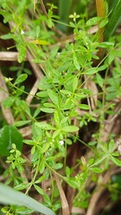 Galium palustre