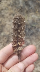 Phalaenoptilus nuttallii