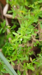 Galium palustre
