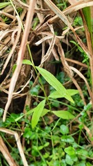 Epilobium palustre