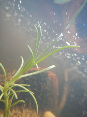 Najas guadalupensis
