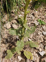 Verbascum densiflorum