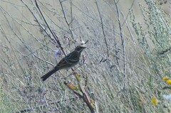 Emberiza schoeniclus