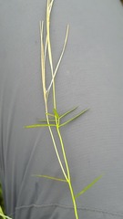 Epilobium palustre