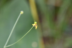 Ranunculus
